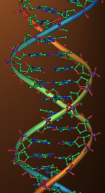 ADN